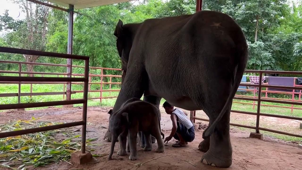 Rare twin elephants born in southern Myanmar