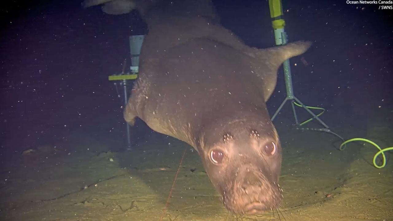 Cheeky Seals Use Sonar Noise As Dinner Bell