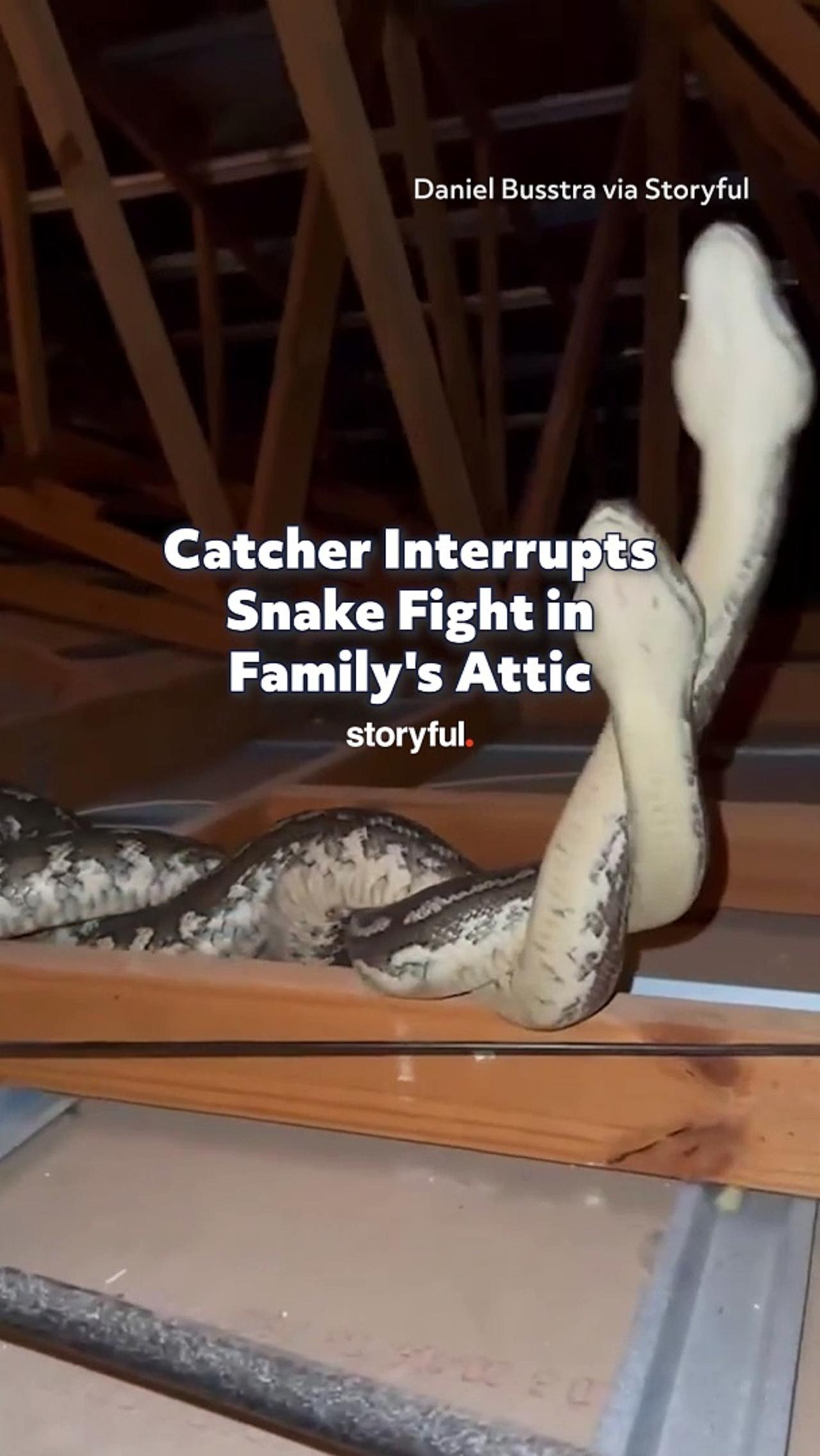 Catcher Interrupts Snake Fight in Family's Attic