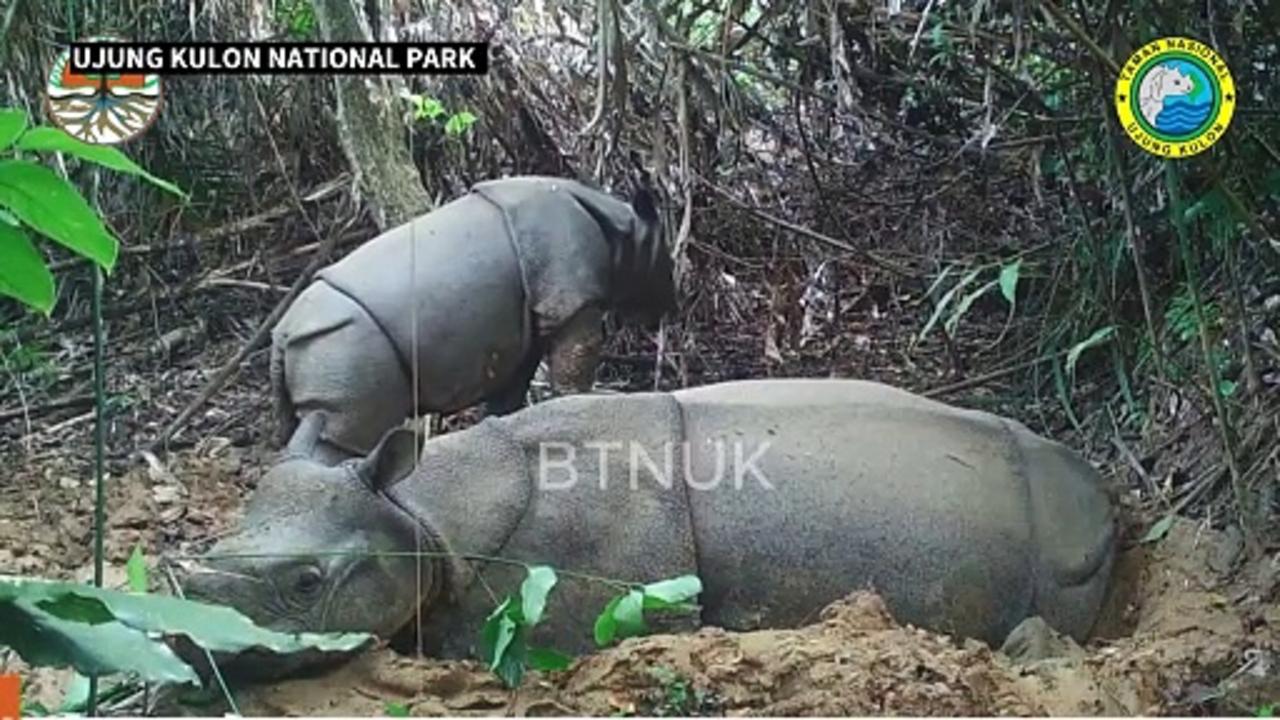 Endangered newborn Javan rhino calf spotted in Indonesia