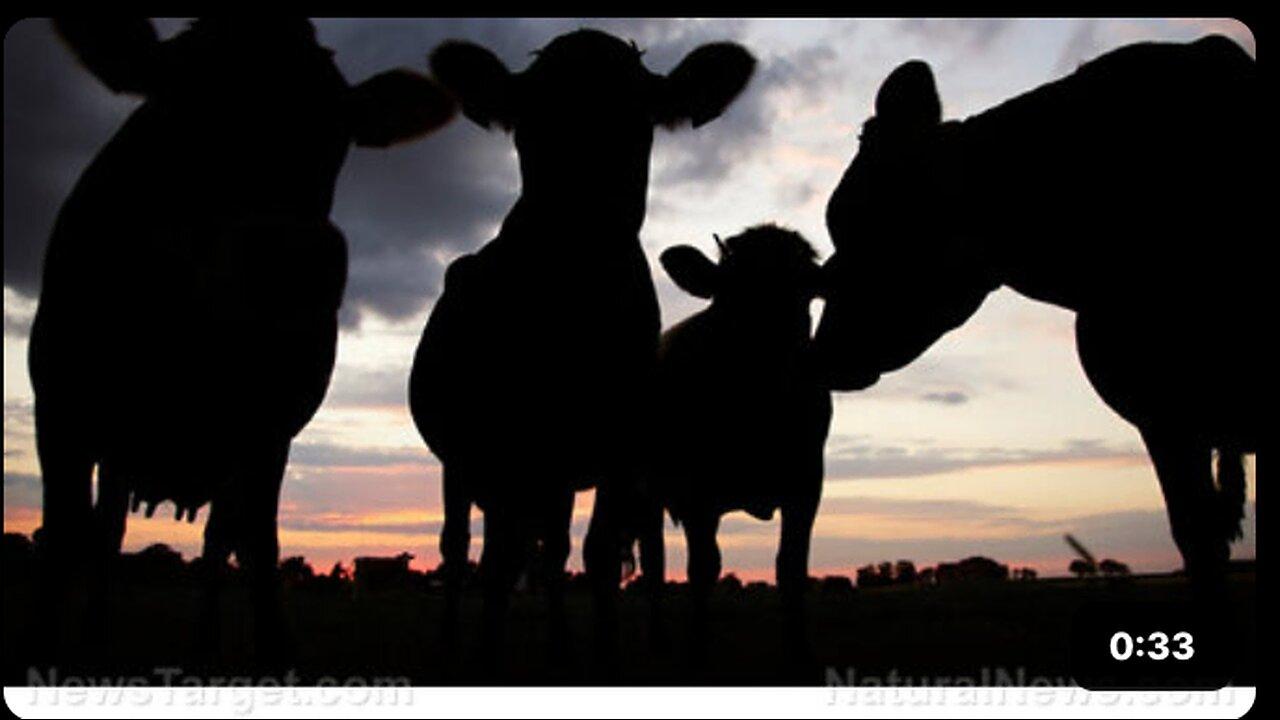 Tens of thousands of dead cows sprawled across the desert area in Rajasthan