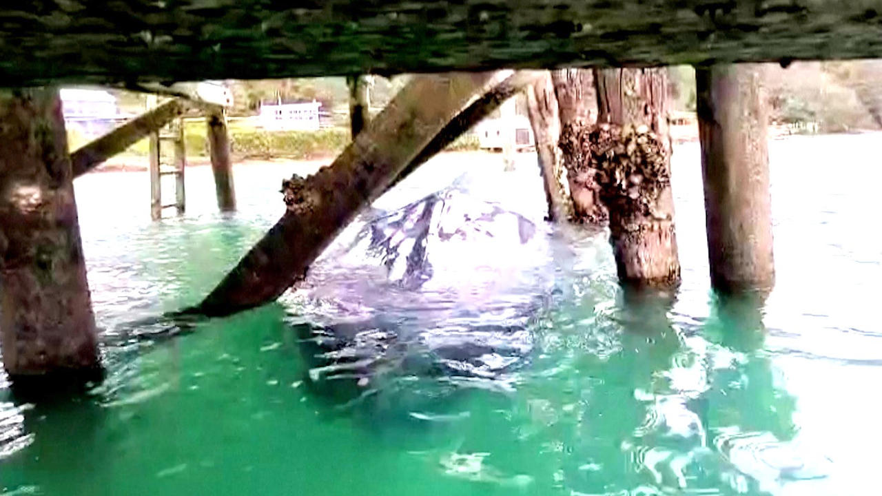 Must See! This is the Moment Rescuers Freed an Endangered Pygmy Blue Whale Stuck Under Wharf