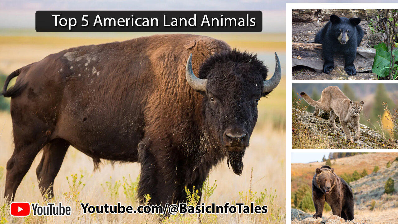 Top 5 American Land Animals – The Icons of North America's Wilderness