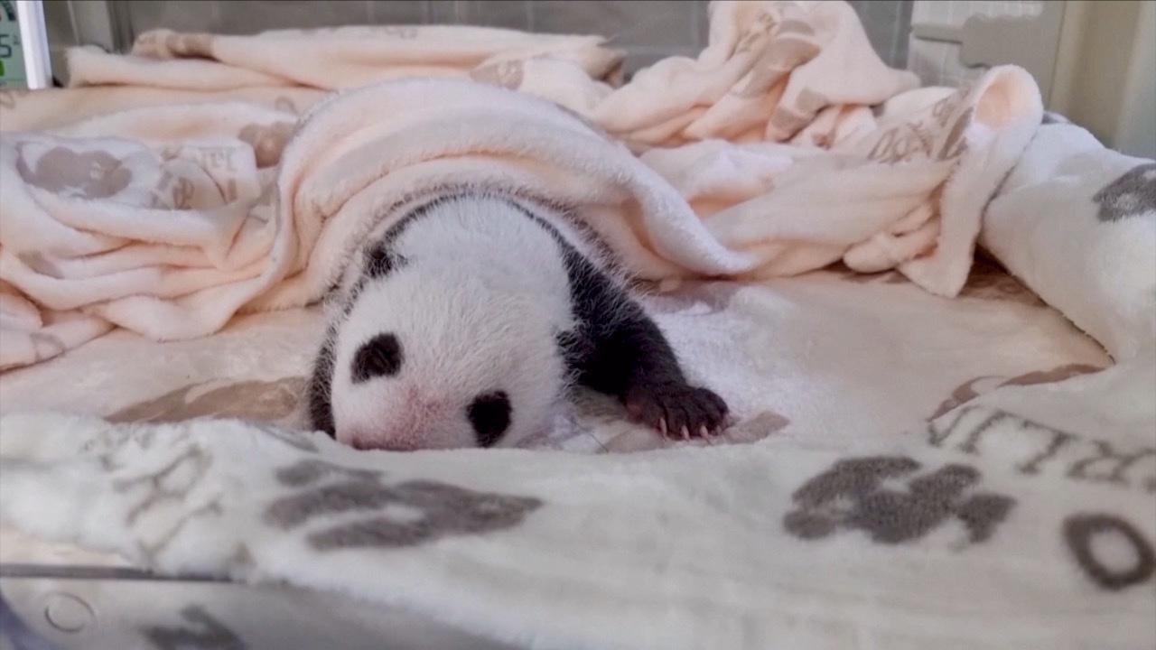 Twin Baby Giant Pandas Double Their Weight at Latest Weigh-in