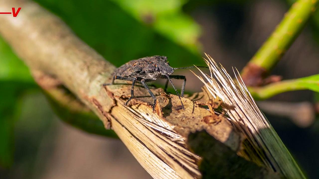 Got Stink Bugs? Here’s What to Do