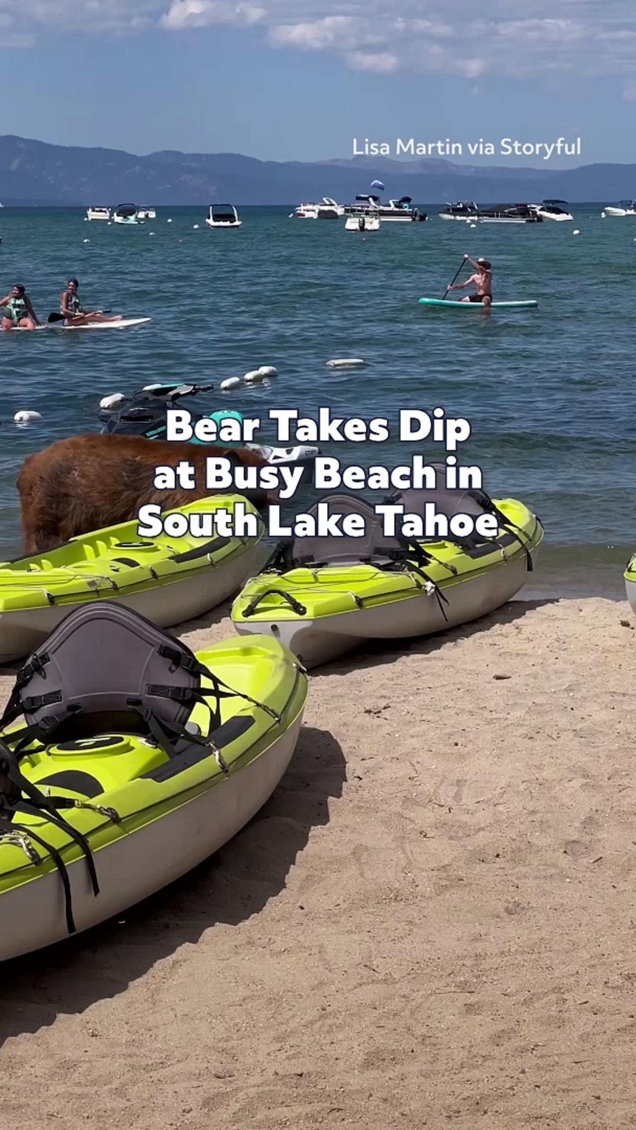 Bear Takes Dip at Busy Beach in South Lake Tahoe