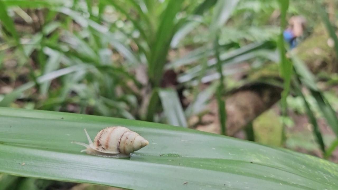 Once-Extinct Snail Species Found Breeding in the Wild After 40 Years in French Polynesia