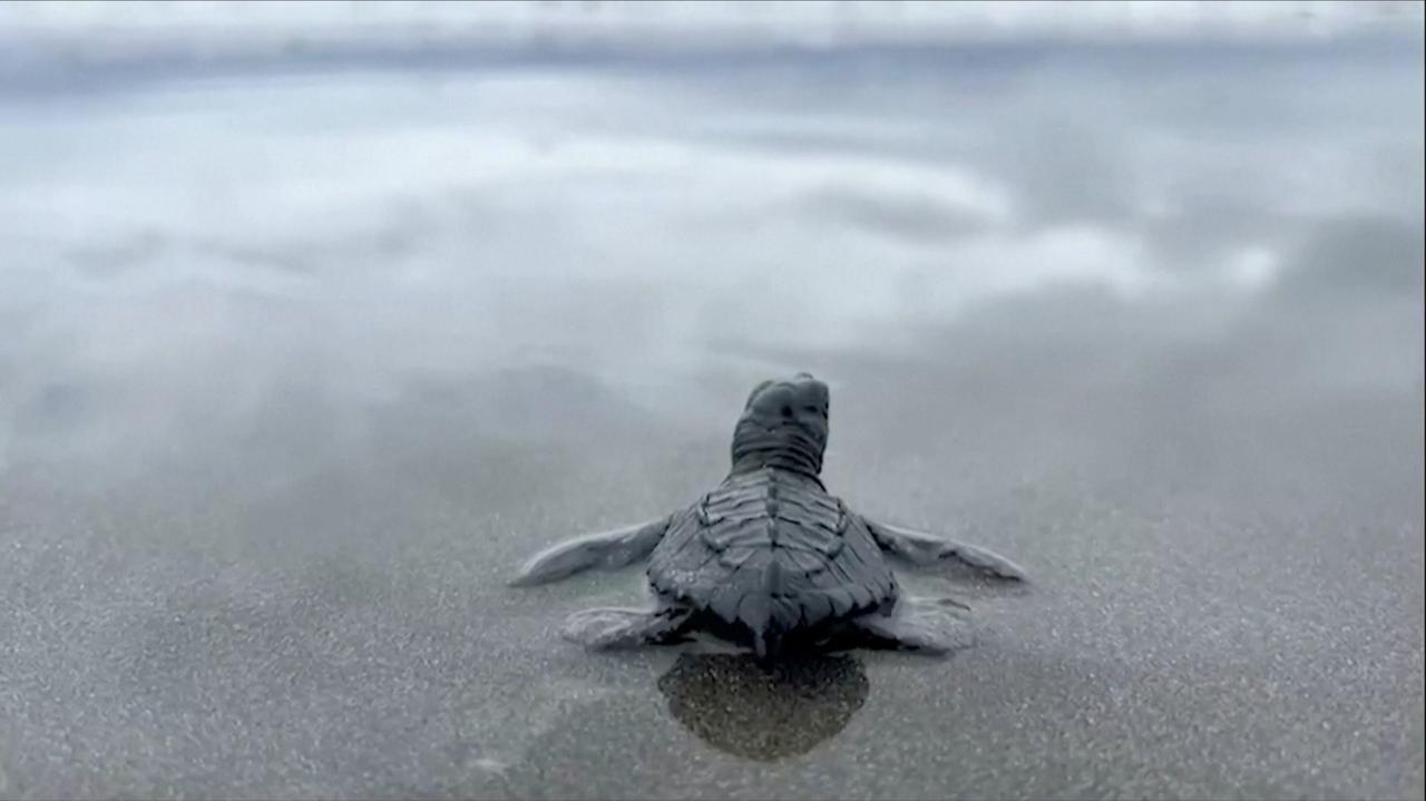 These Baby Sea Turtles Were Released and It Was One of the Sweetest Things You’ll See!