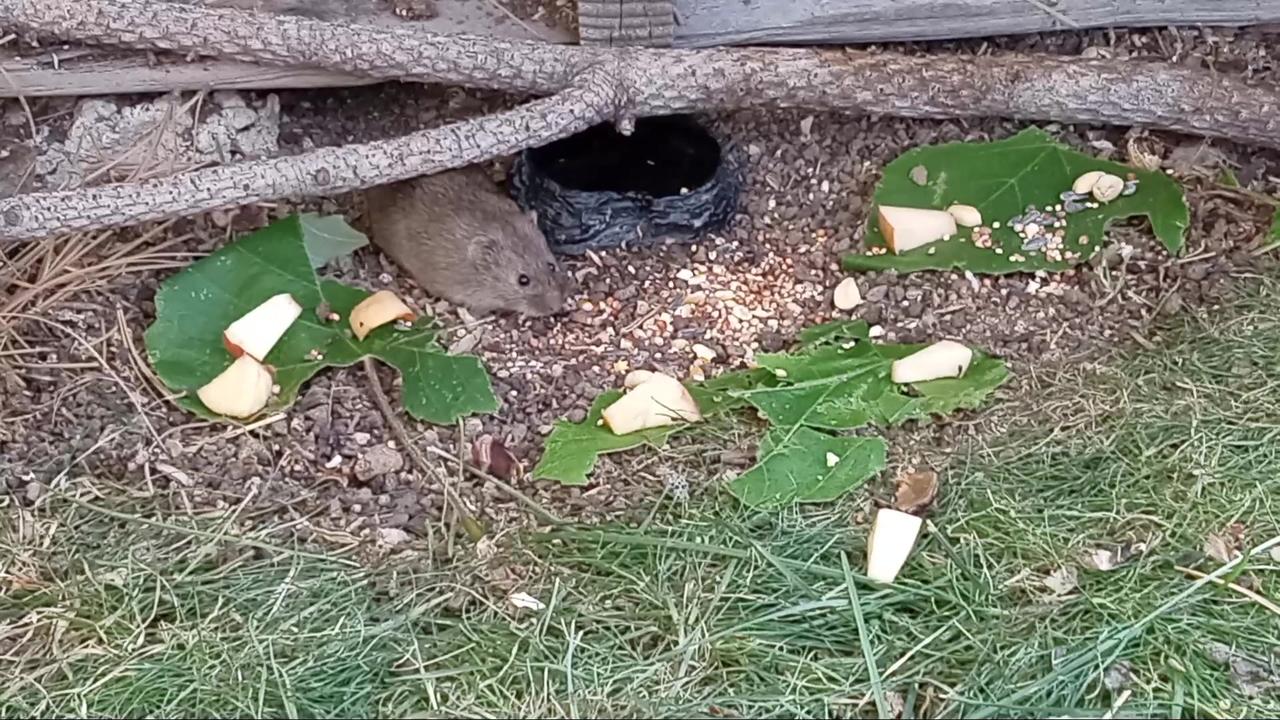 Wild Wyoming Gerbils Eating Grapevine Leaves, Peanuts, Seeds & Apples