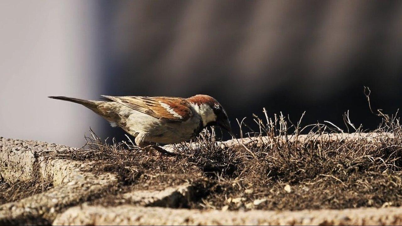 "The Sind Sparrow: A Unique Bird of Wetlands"