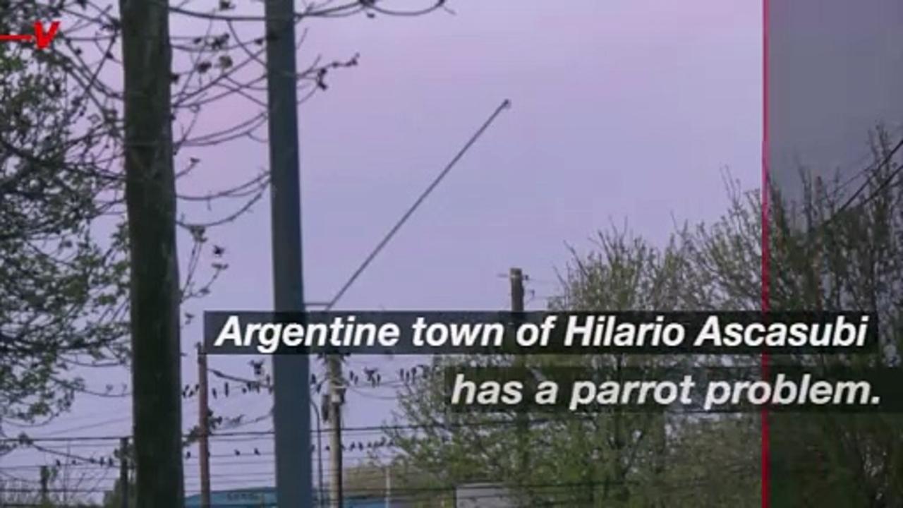 Parrot Invasion is Causing Havoc in This Argentine Town