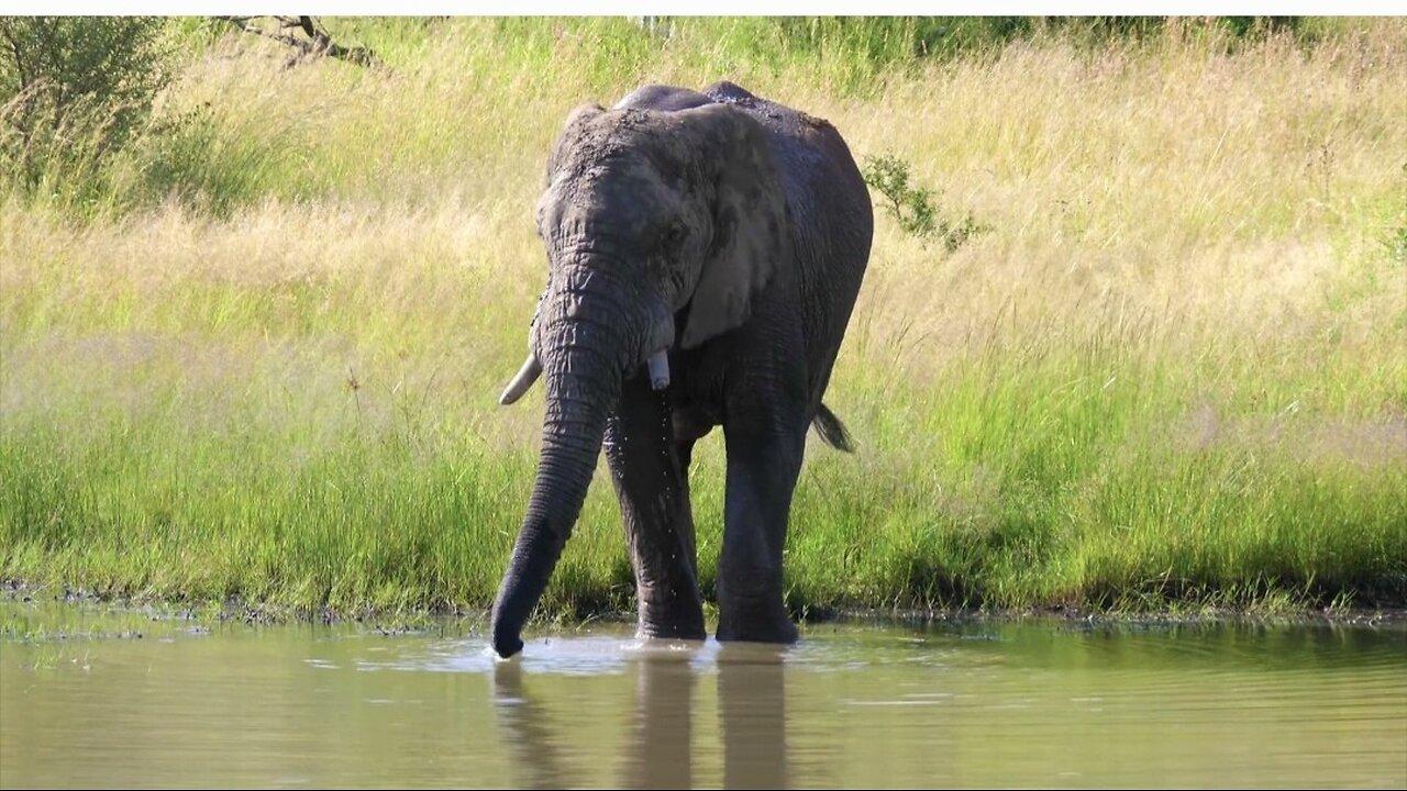 "Giants of the Wild: The Majestic Elephants"