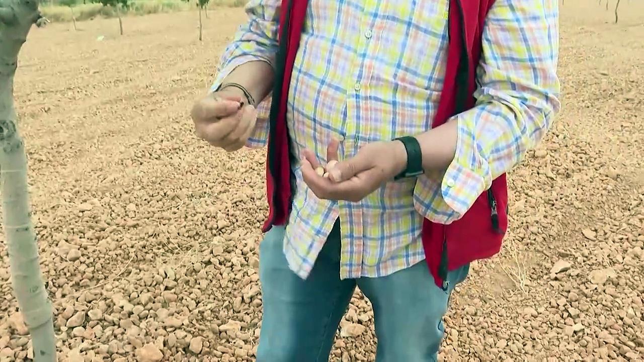 Droughts drive Spain's pistachio farming boom