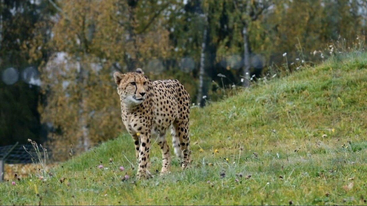 "The Leopard: Nature’s Elusive Predator"