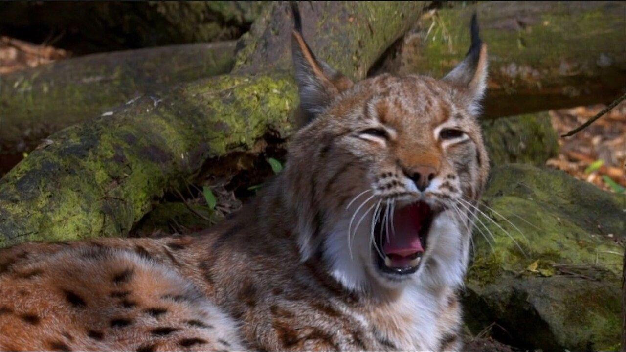 "Eurasian Lynx: The Mysterious Feline of the Forest"