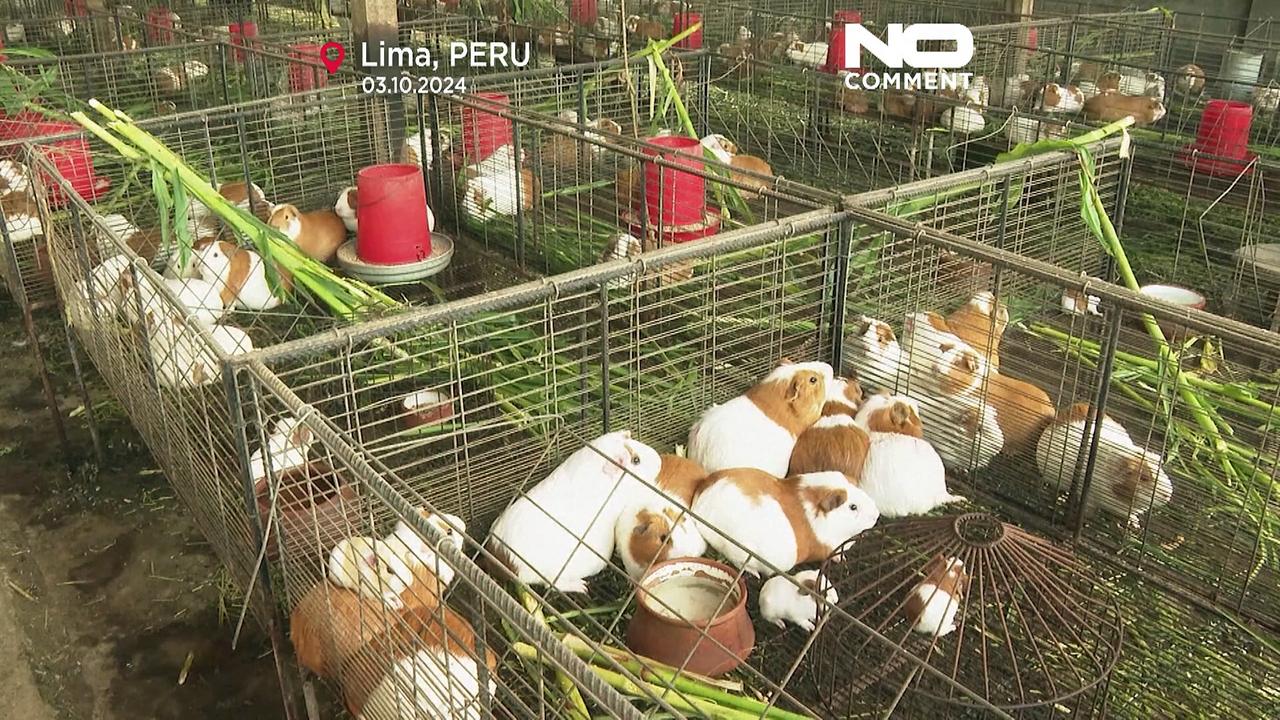 Genetically modified guinea pig 'Peru' celebrates 20th birthday