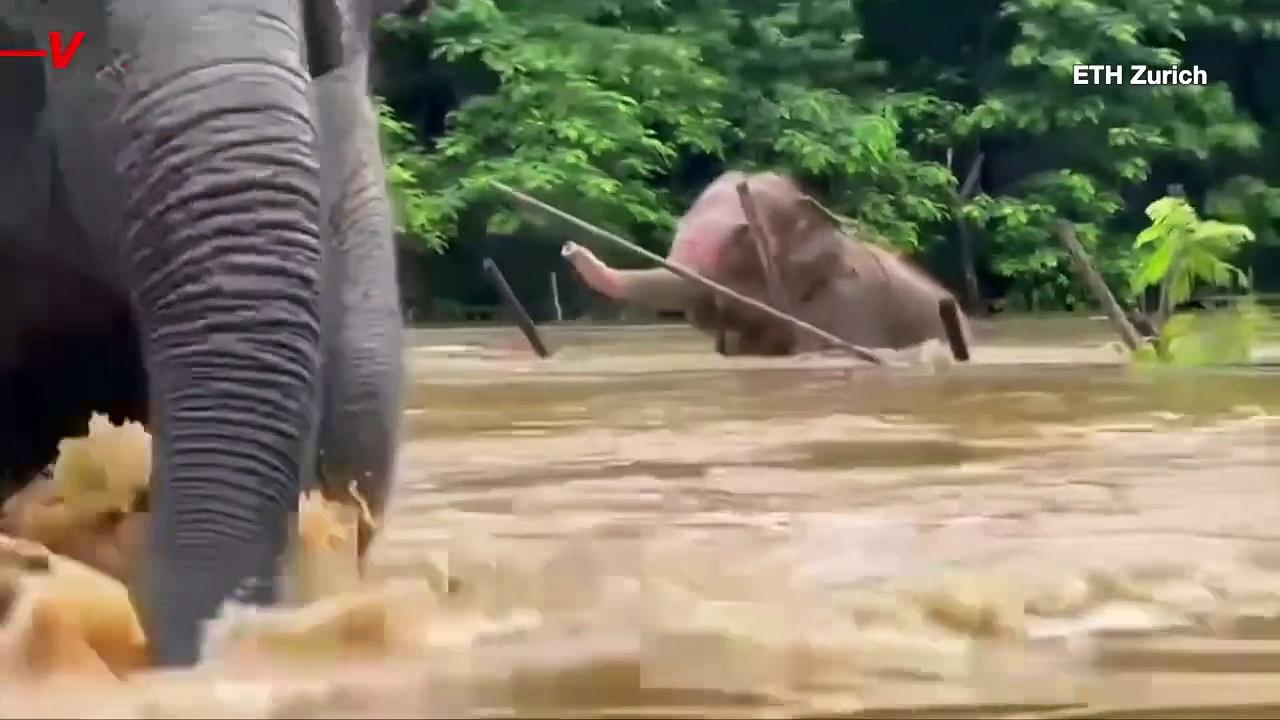 Rescue Mission Underway for Thailand’s Animals in Flood Aftermath