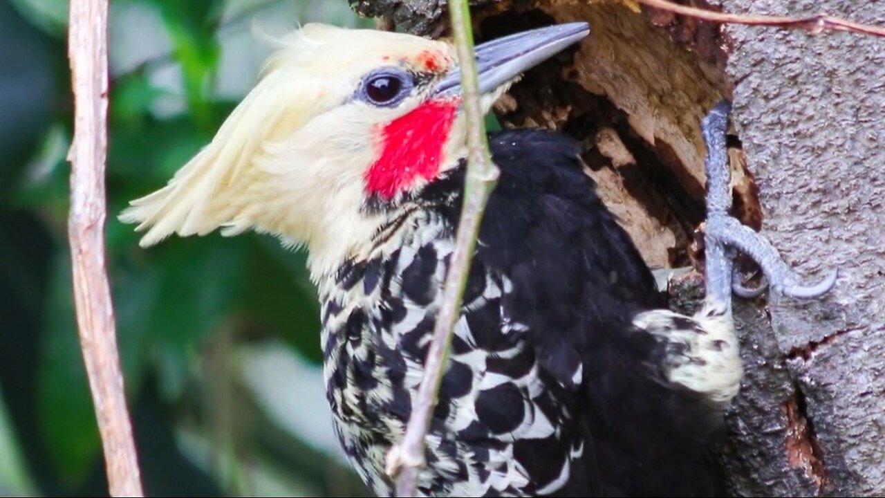 "The Remarkable Woodpecker: Nature's Percussionist"