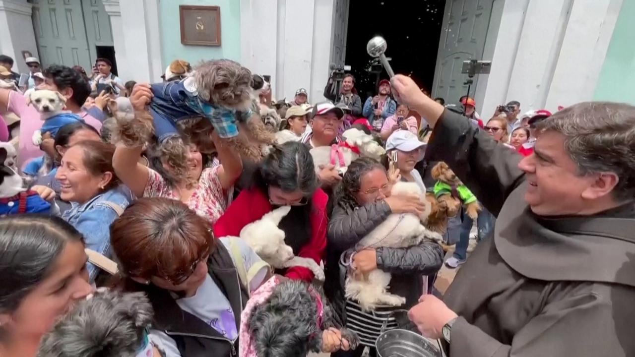 From Cats to Chickens: Animals Receive Blessings in Peru Ceremony