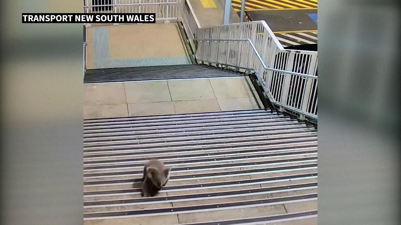 Fluffy koala ambles through Australian train station