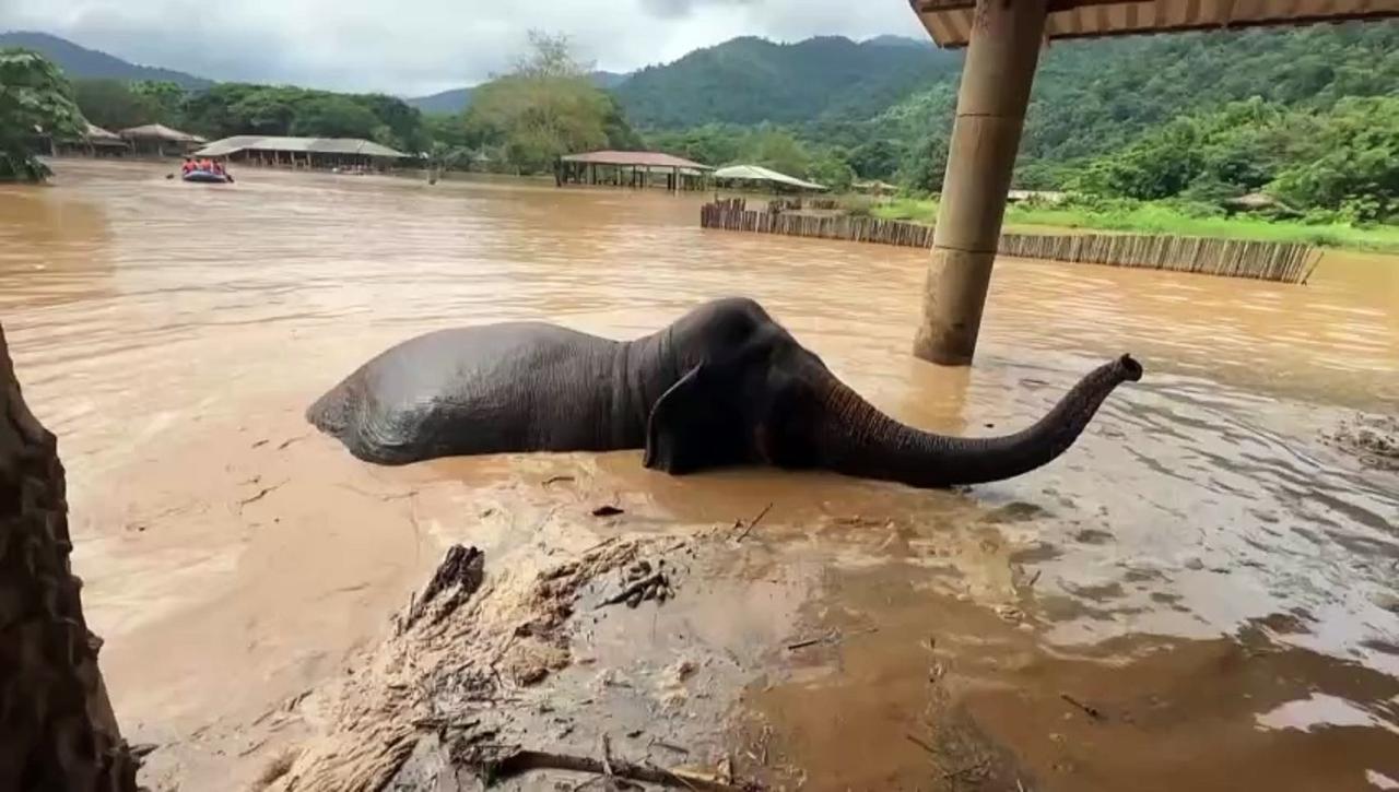 Elephants fall victim to flooding in Thailand