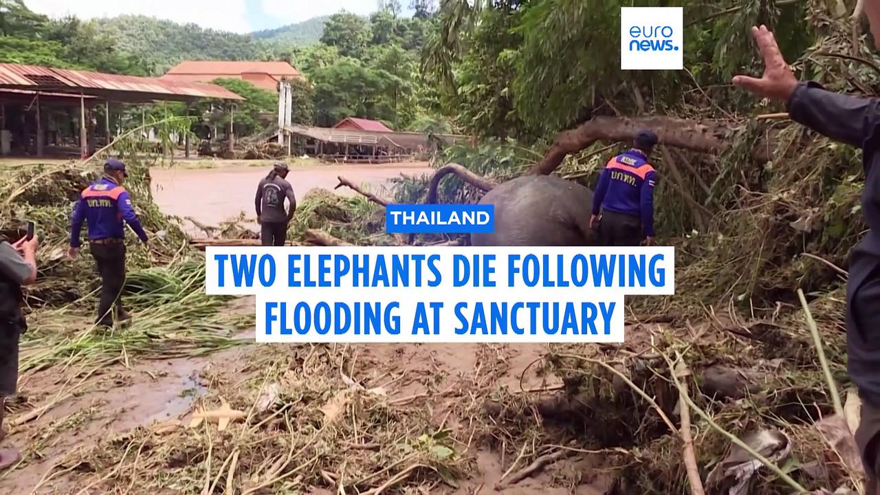 Two elephants die in flooding at sanctuary in northern Thailand