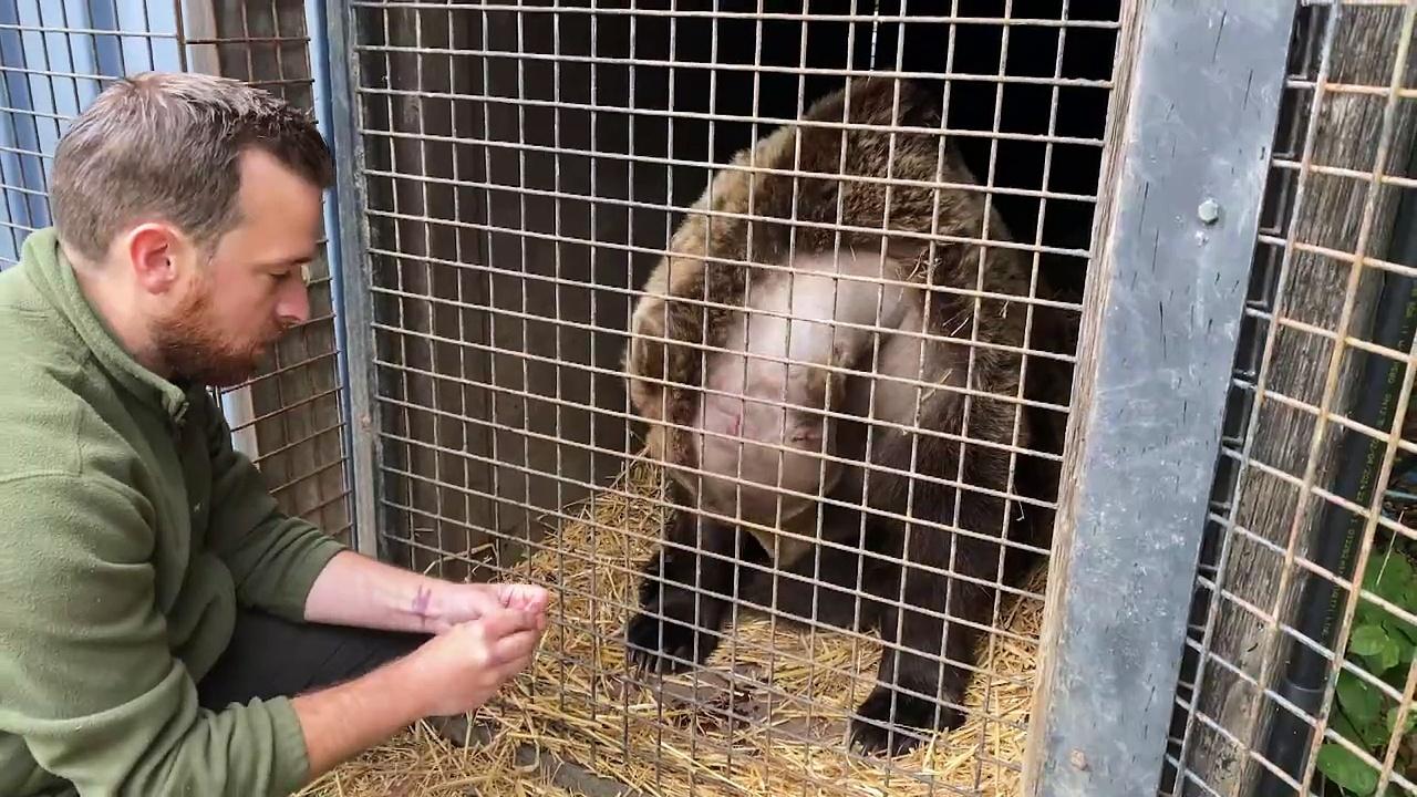 Boki the bear recovering ‘well’ after brain surgery