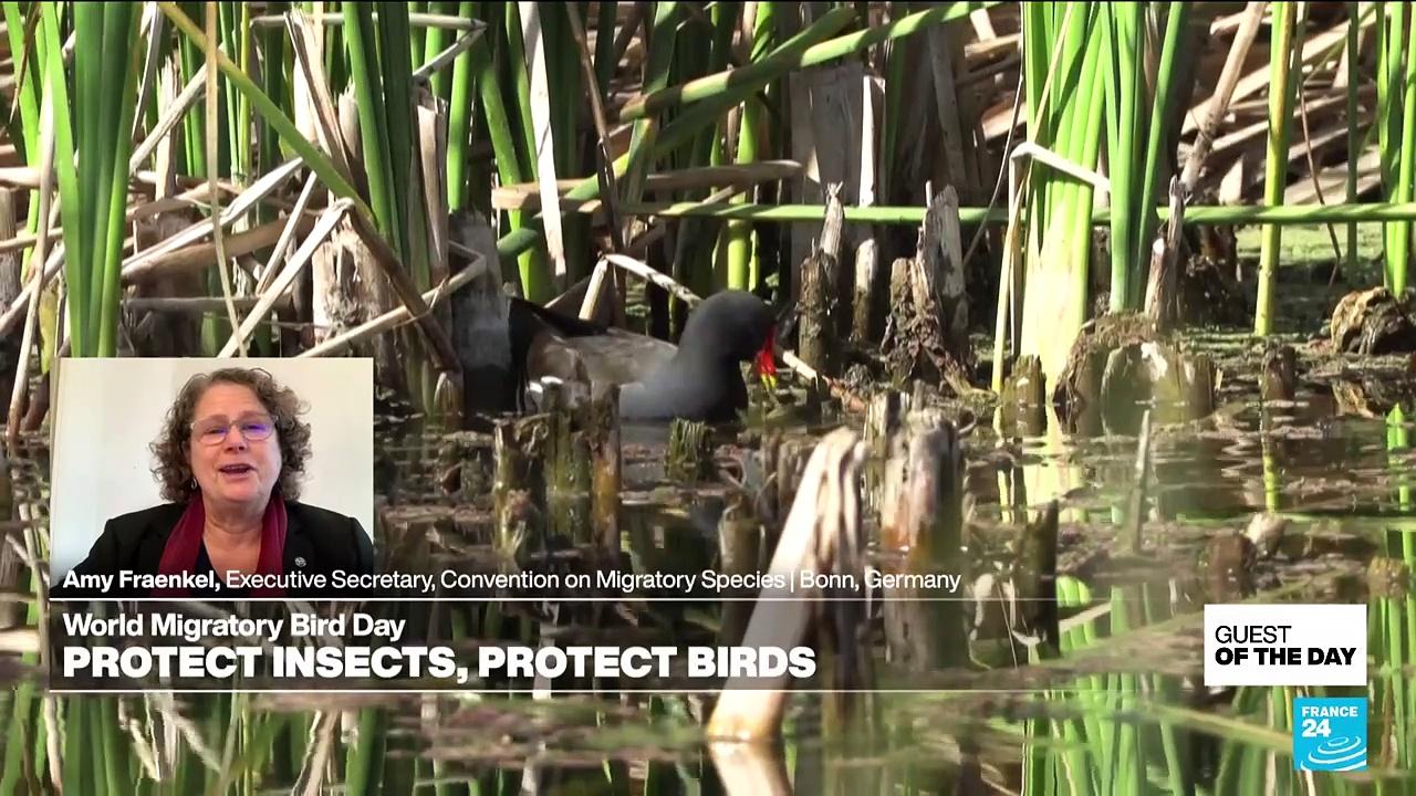 World Migratory Bird Day focuses on declining insect population concerns