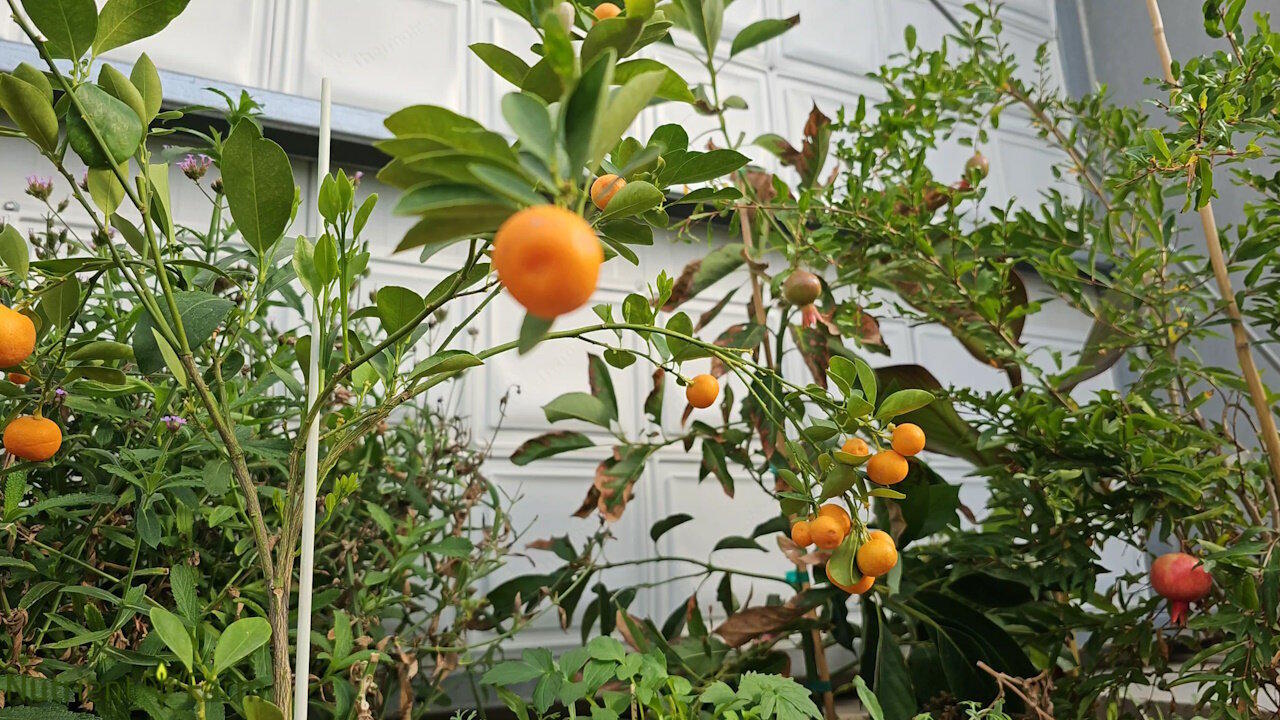 20241018 Colorado Organic Oranges and Pomegranates