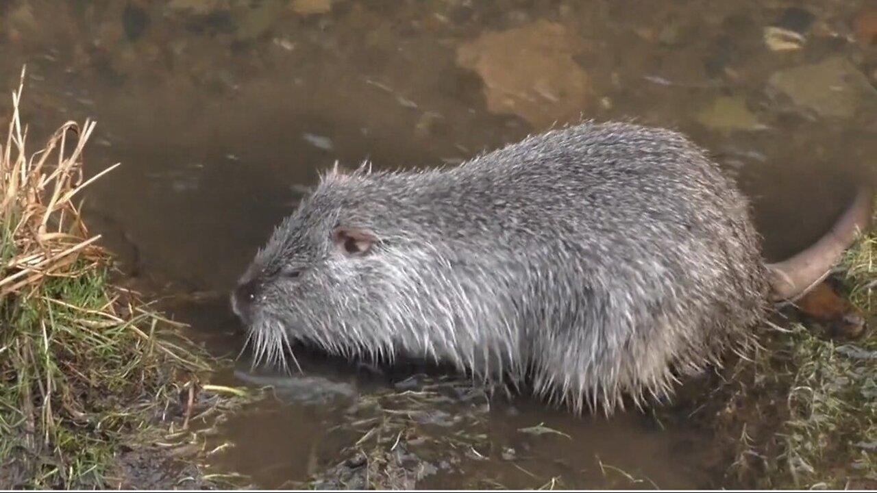 "Nutria: A Closer Look at the Swamp's Unlikely Resident"