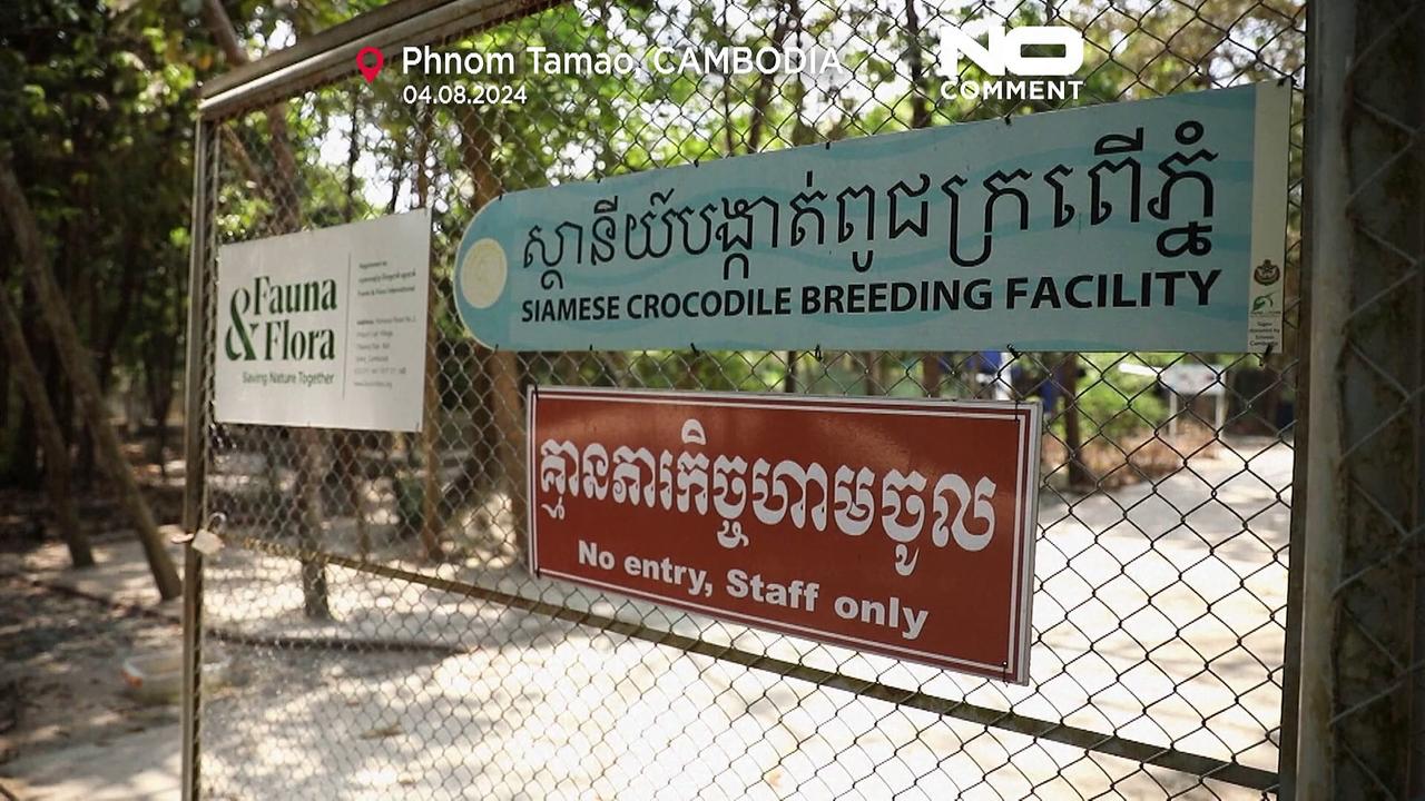 Siamese crocodile returns to Cambodia’s wild