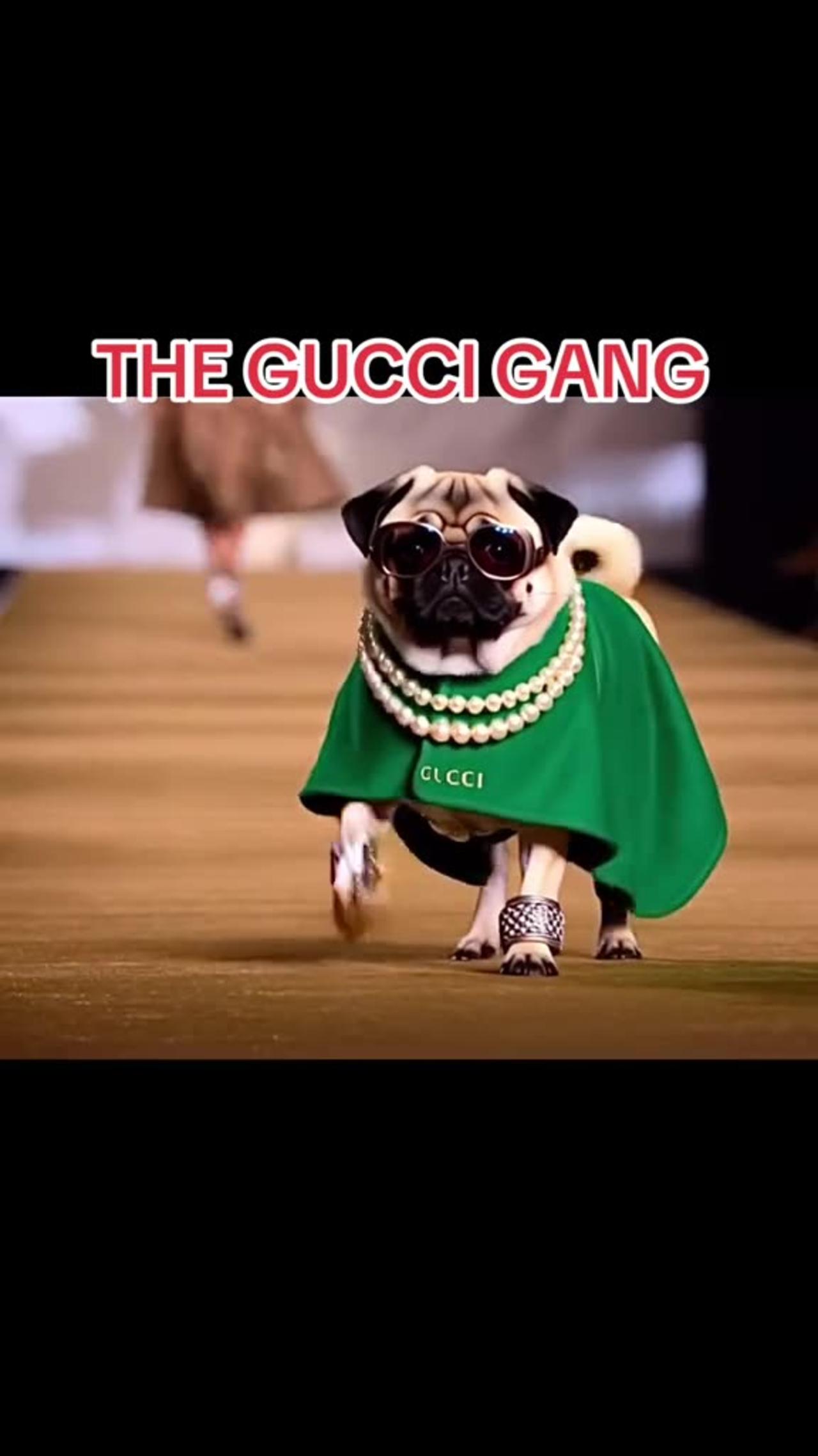 Dog Style Gucci Gang