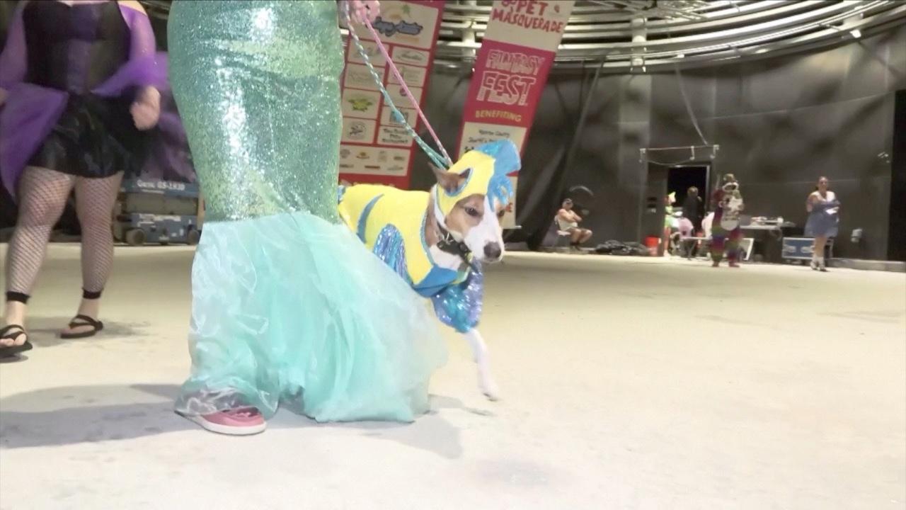 These Party Animals (Literally) Took This Pet Masquerade to New Heights