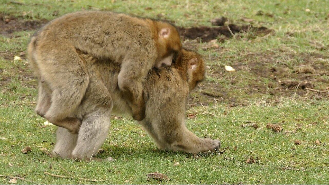 "Monkey Magic: Exploring the Lives of Our Primate Cousins"