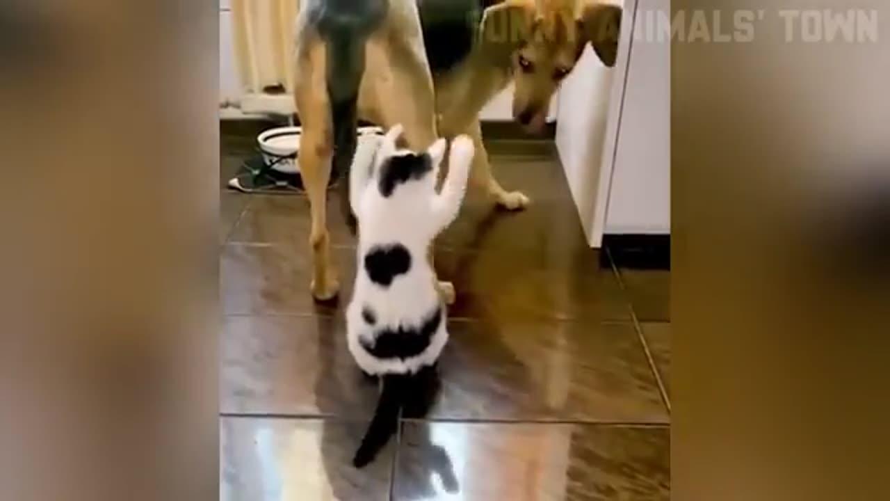 Funny Cat Videos