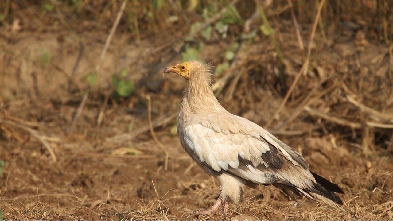 "Majestic Egyptian Vulture: Nature's Cleanup Crew in Action"