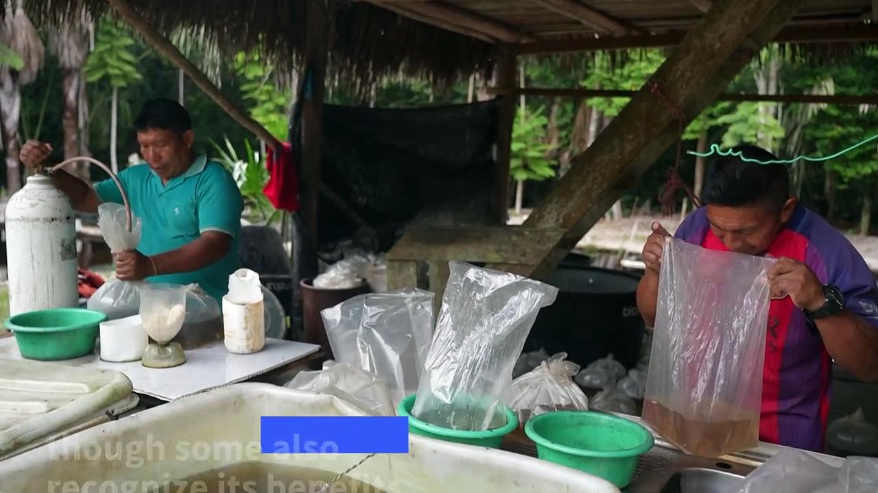 From jungle to the world's fish tanks: Colombia's booming aquarium trade