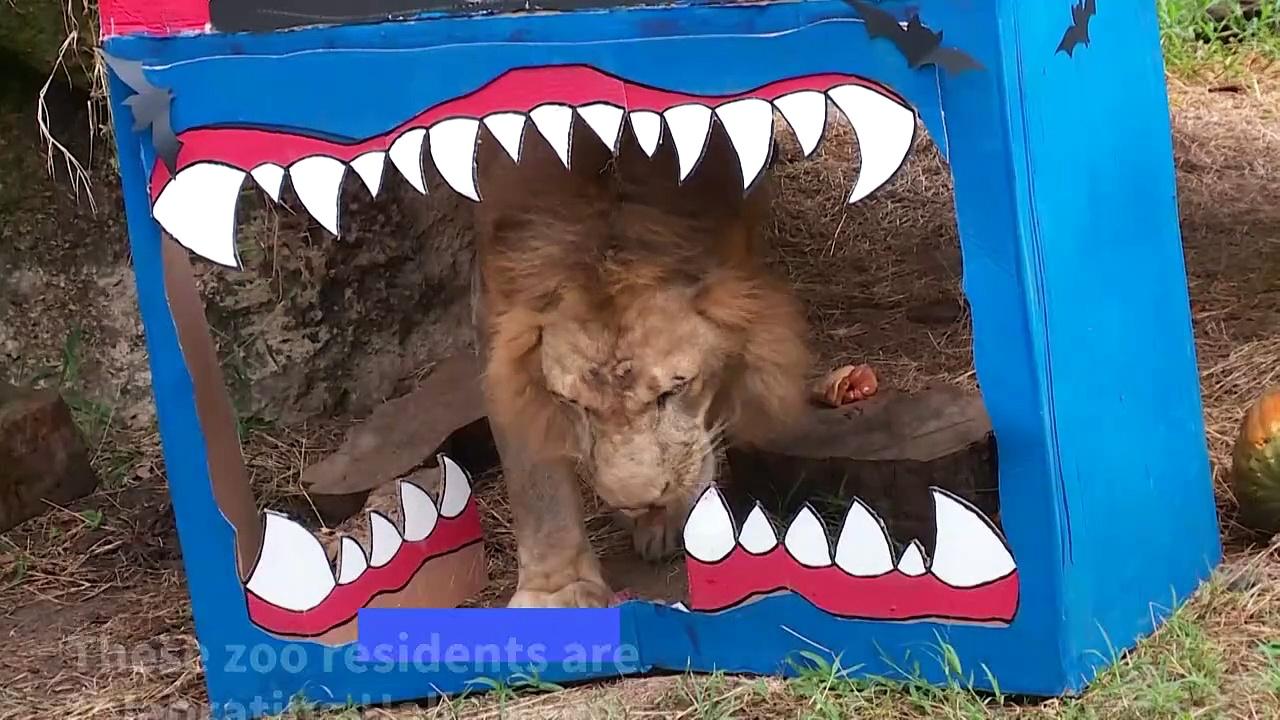 Colombian zoo and its furry residents mark Halloween