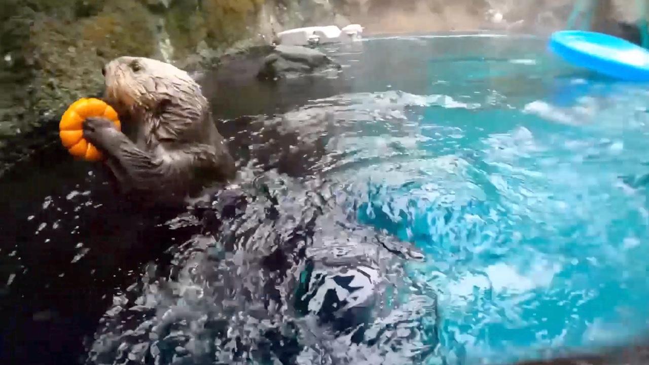 Otters Make a Splash: Sea Otters Dunk Pumpkins Like Pro Athletes!