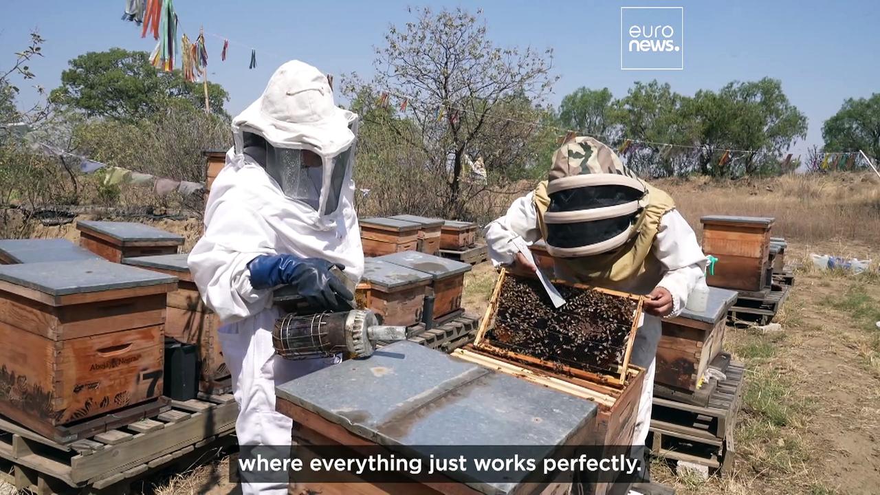 Watch: The bee angels safeguarding millions of bees in Mexico