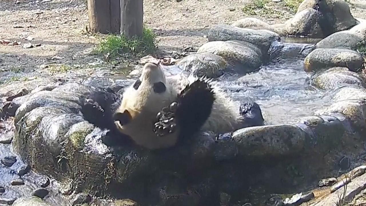 This Panda Is All About The Aqua Yoga To Stay Busy and Fit!