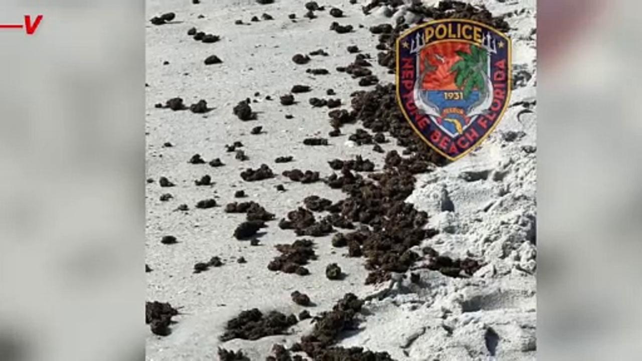 You Have To Check This Out! A Huge Amount of Weed Washes Up on a Florida Beach