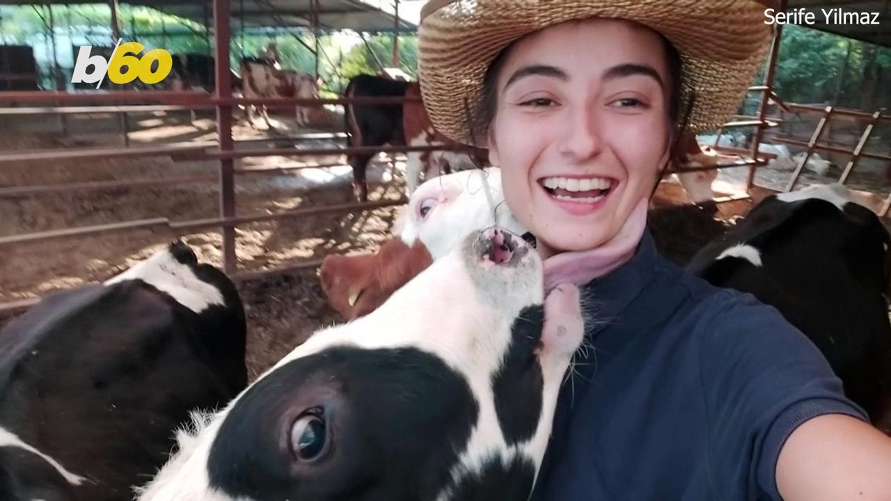 This Cow Knows How To Pose for a Selfie? You Thought You Saw It All