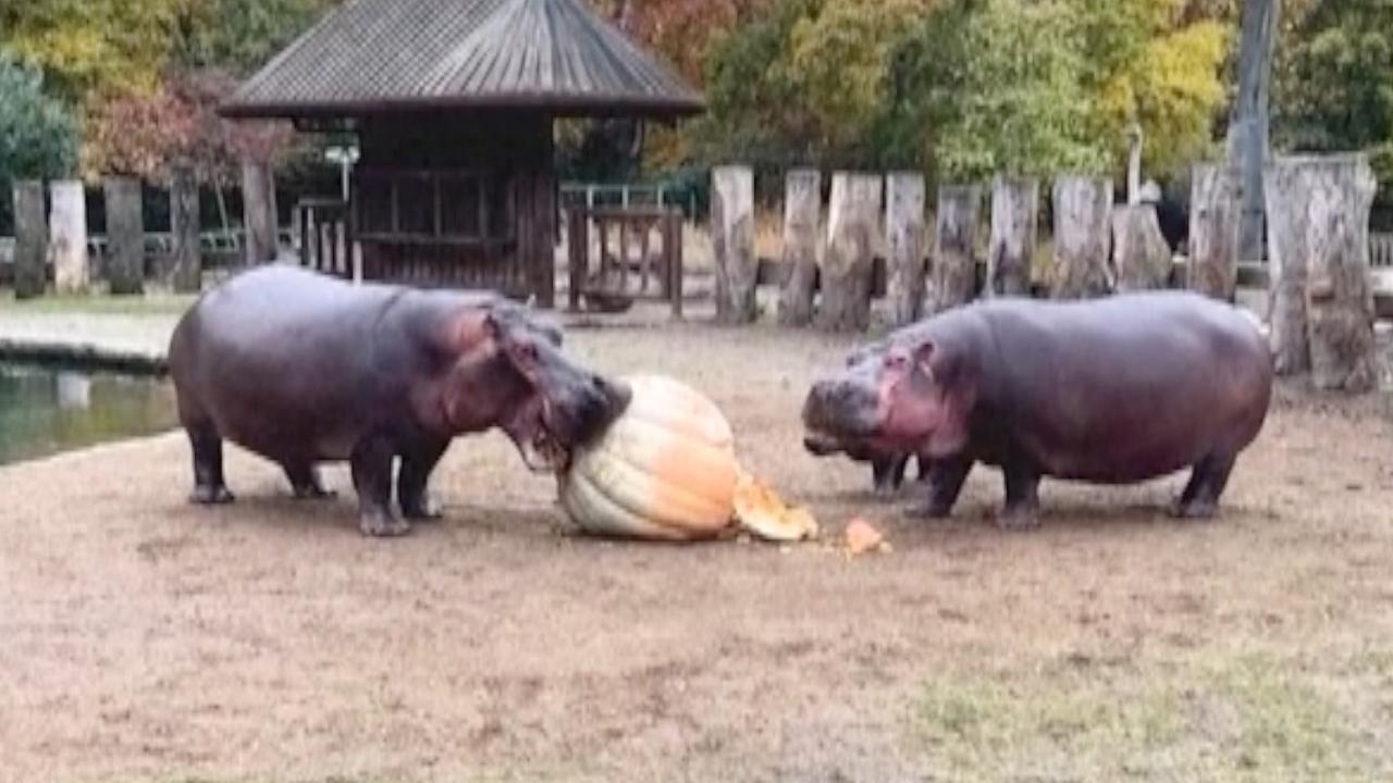 Copenhagen Zoo Animals Enjoy Belated Halloween Treats with Pumpkins from Tivoli