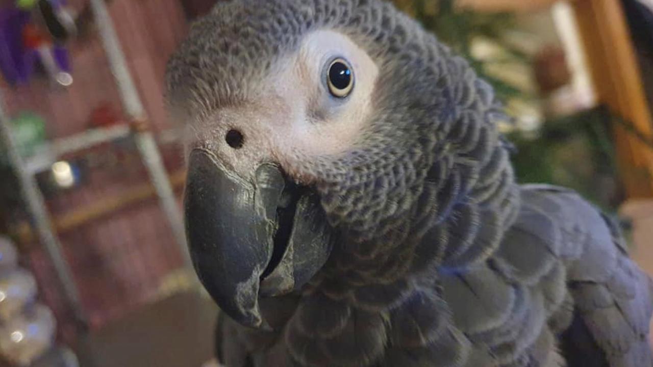 Who Knew Parrots Had a Dark Sense of Humor? This One Definitely Does!