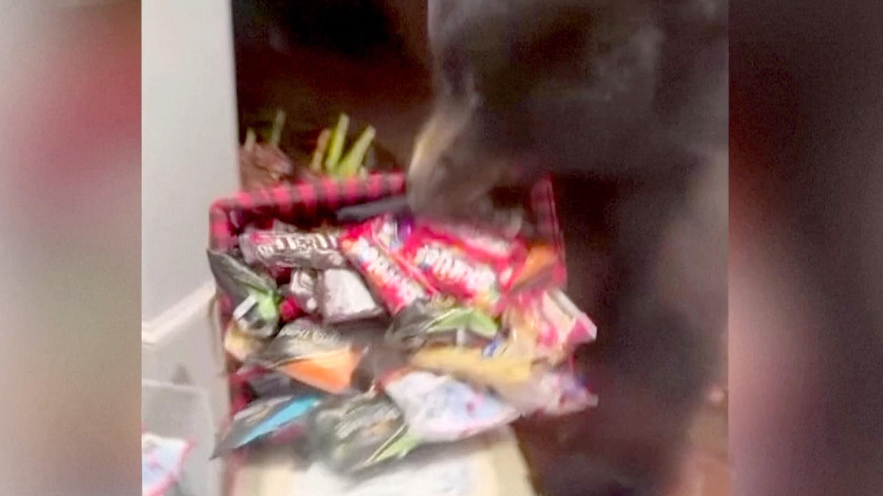 Must See! Bear Discovers Candy Bucket Sitting on a Porch on Halloween Night