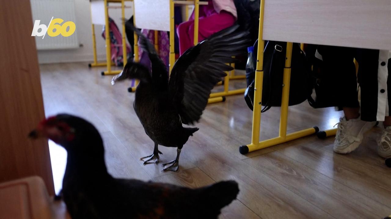 This Chicken and Duck Are Teaching Romanian Children Empathy