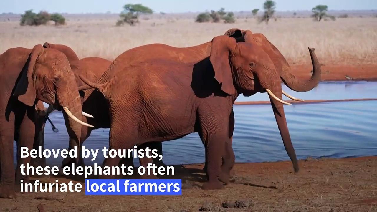 Bees help tackle elephant-human conflict in Kenya