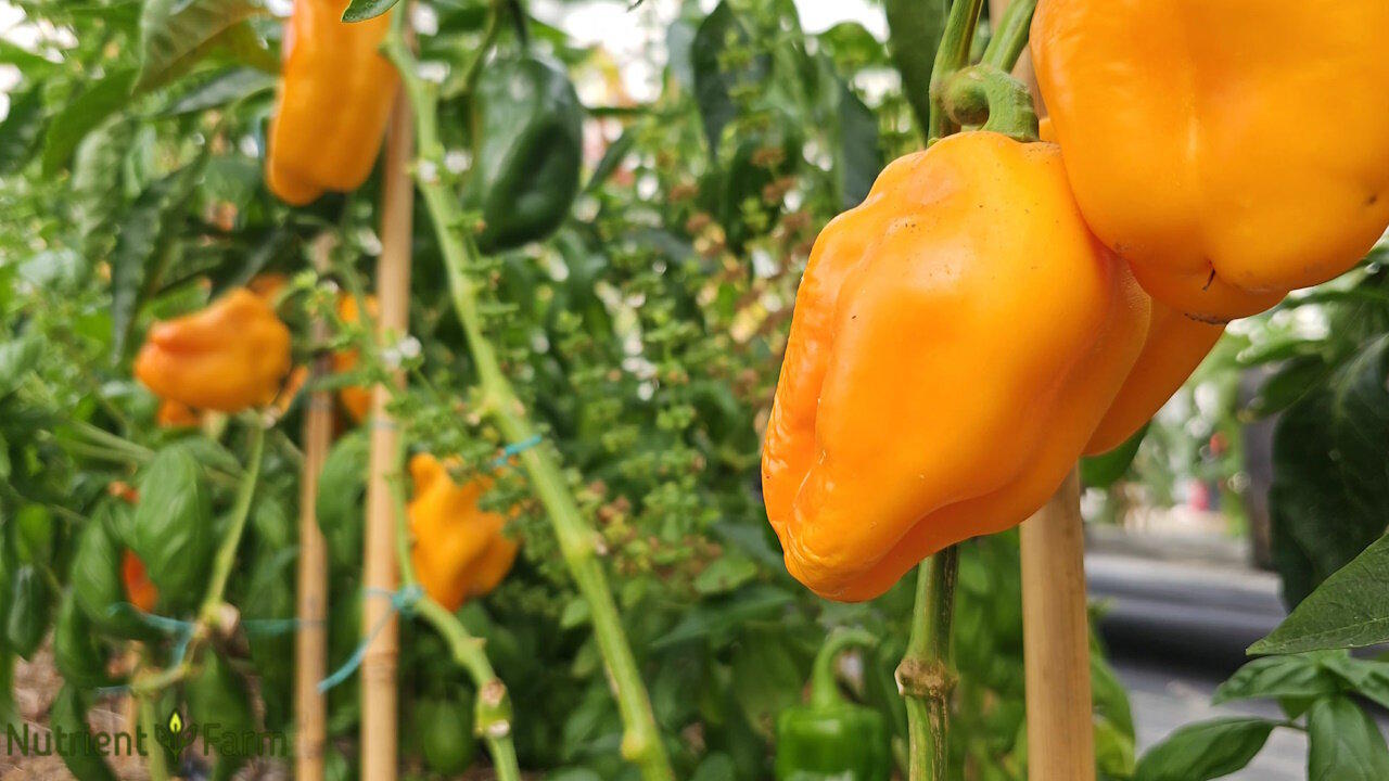 Nutrient Farm Scenes 27 - Organic Peppers and Basil