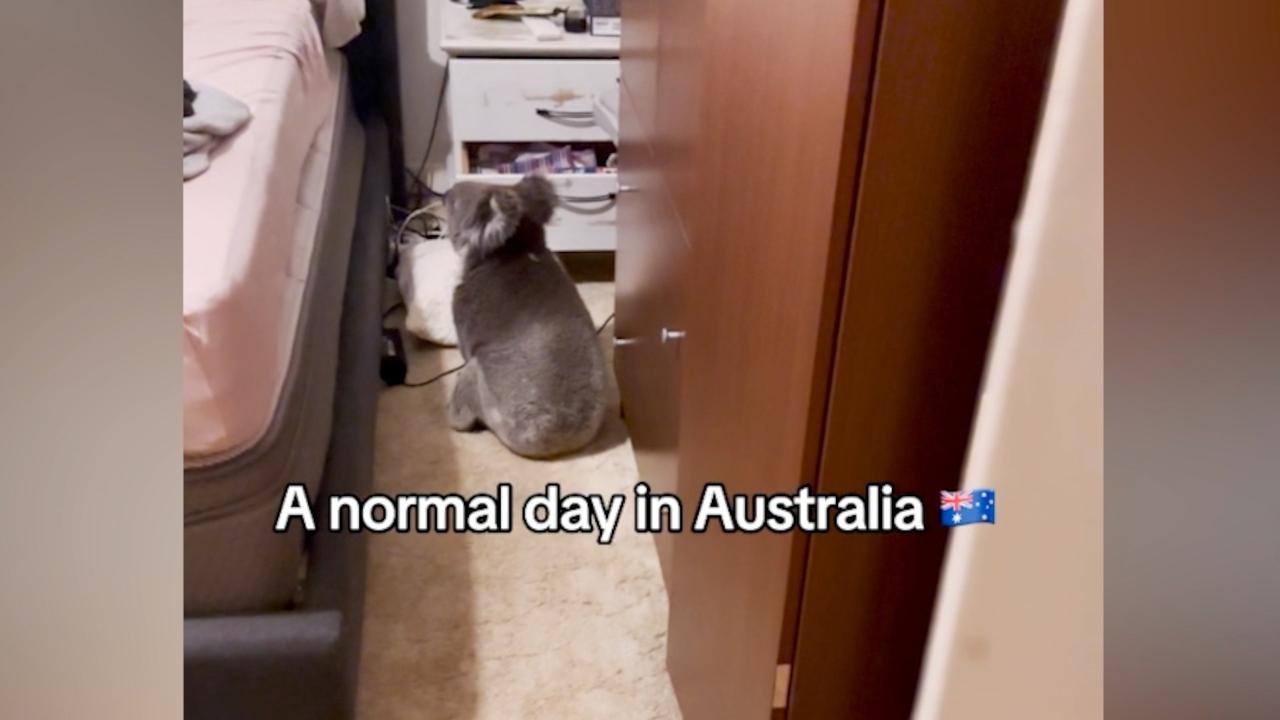 Koala Stuns Couple by Lounging in Their Bedroom